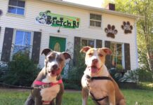 Fetch RI Keeps Pets Healthy And Happy