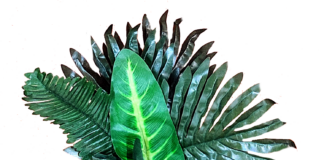 Jameelah Shamsiddeen Enhances Organic Skin Care During Black History Month