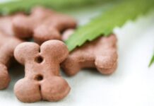 Types of CBD Businesses To Consider Starting Types of CBD Businesses To Consider Starting