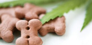 Types of CBD Businesses To Consider Starting Types of CBD Businesses To Consider Starting