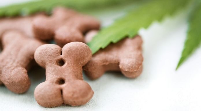 Types of CBD Businesses To Consider Starting Types of CBD Businesses To Consider Starting