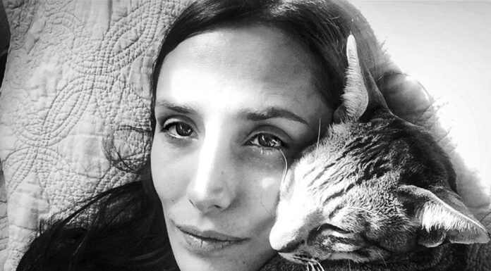 The Admirable Phaedra, Rescuing Beautiful Cats To Live Full Lives