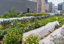 Tips on How To Start Your Own Urban Farm Tips on How To Start Your Own Urban Farm