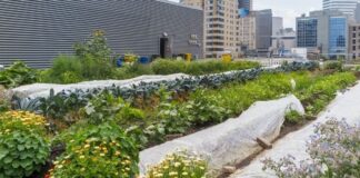 Tips on How To Start Your Own Urban Farm Tips on How To Start Your Own Urban Farm