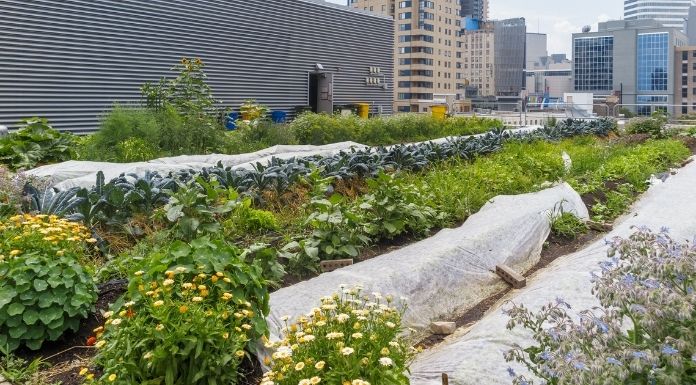 Tips on How To Start Your Own Urban Farm