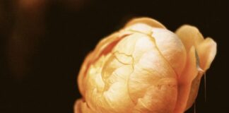 John Legend Releases Video For Single, ‘Honey’