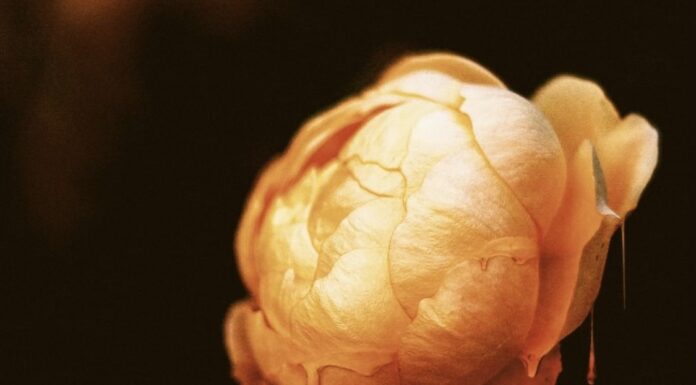 John Legend Releases Video For Single, ‘Honey’