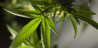 How Cannabis Legalization Affects African American Communities