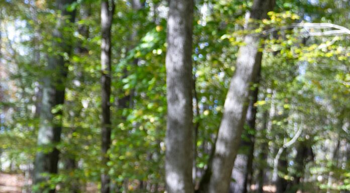 A Sanctuary for Art: How Daya Yoga Studio Builds Strong Community Yoga